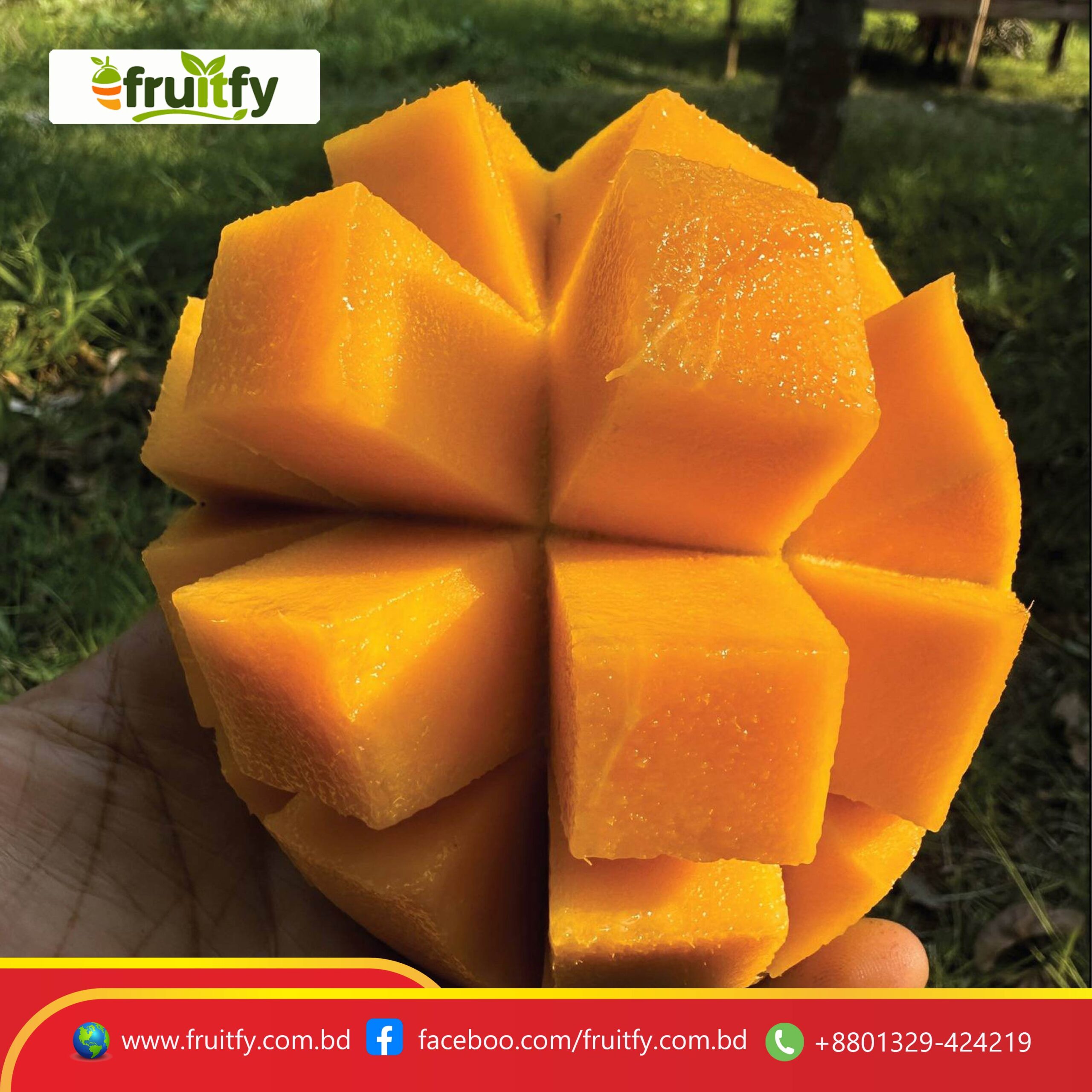 গোবিন্দভোগ আমের পাকা ফলের ক্লোজআপ ছবি