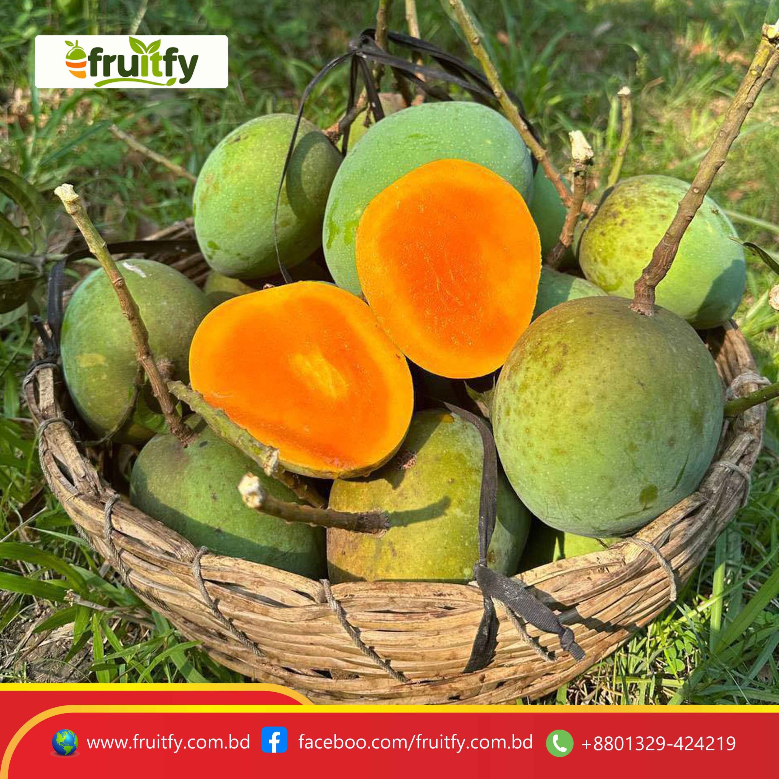 ফ্রেশ গোবিন্দভোগ আম গাছ থেকে সংগ্রহ করা