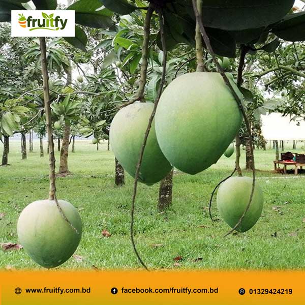 টাটকা হারিভাঙা আমের ক্লোজআপ ছবি হলুদ রঙের রসালো ফল