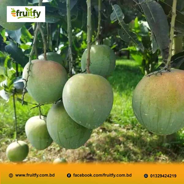 প্রাকৃতিক পরিবেশে ঝুলন্ত হিমসাগর আমের ছবি