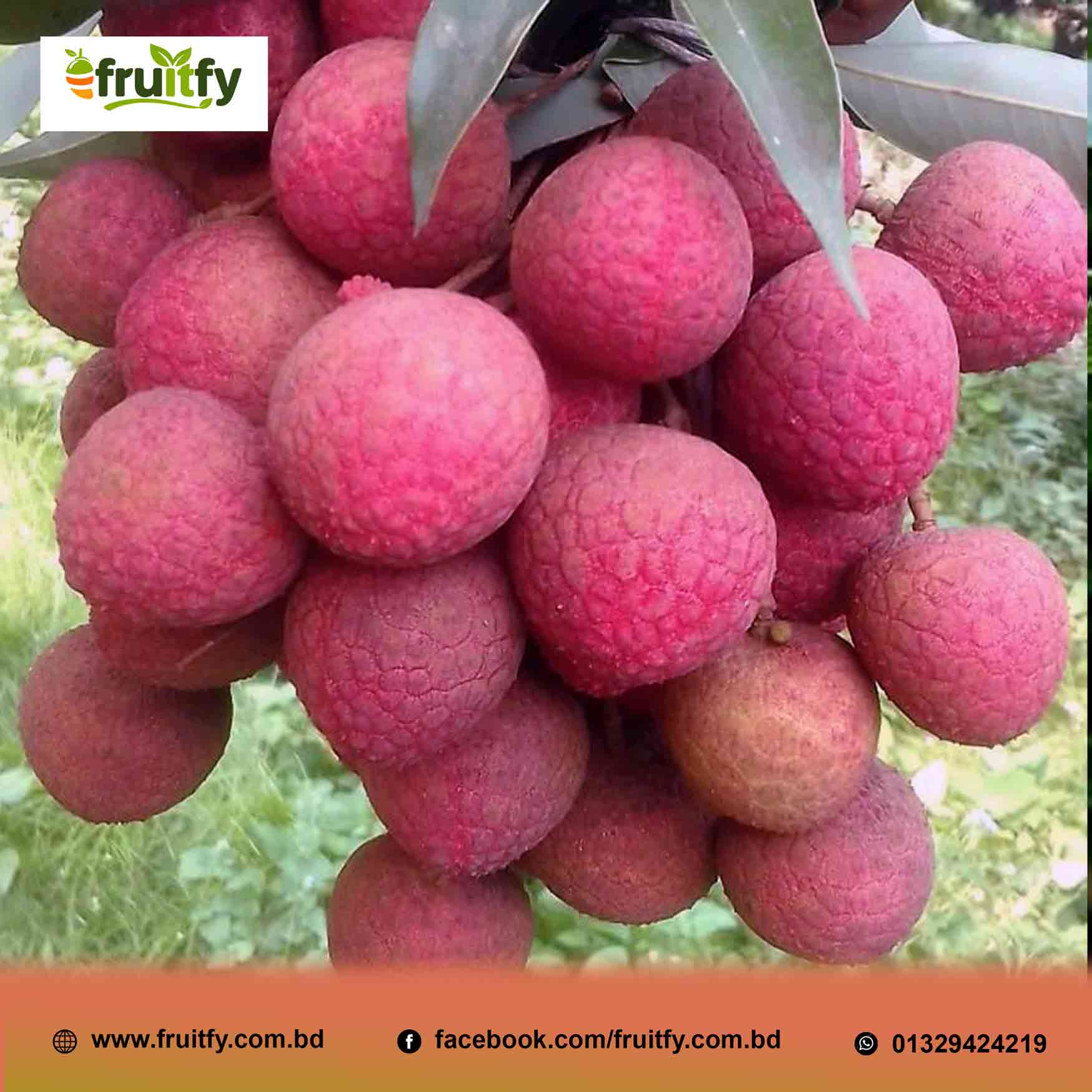 বেদানা লিচু