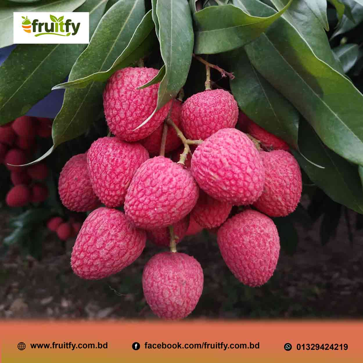 বোম্বাই লিচু