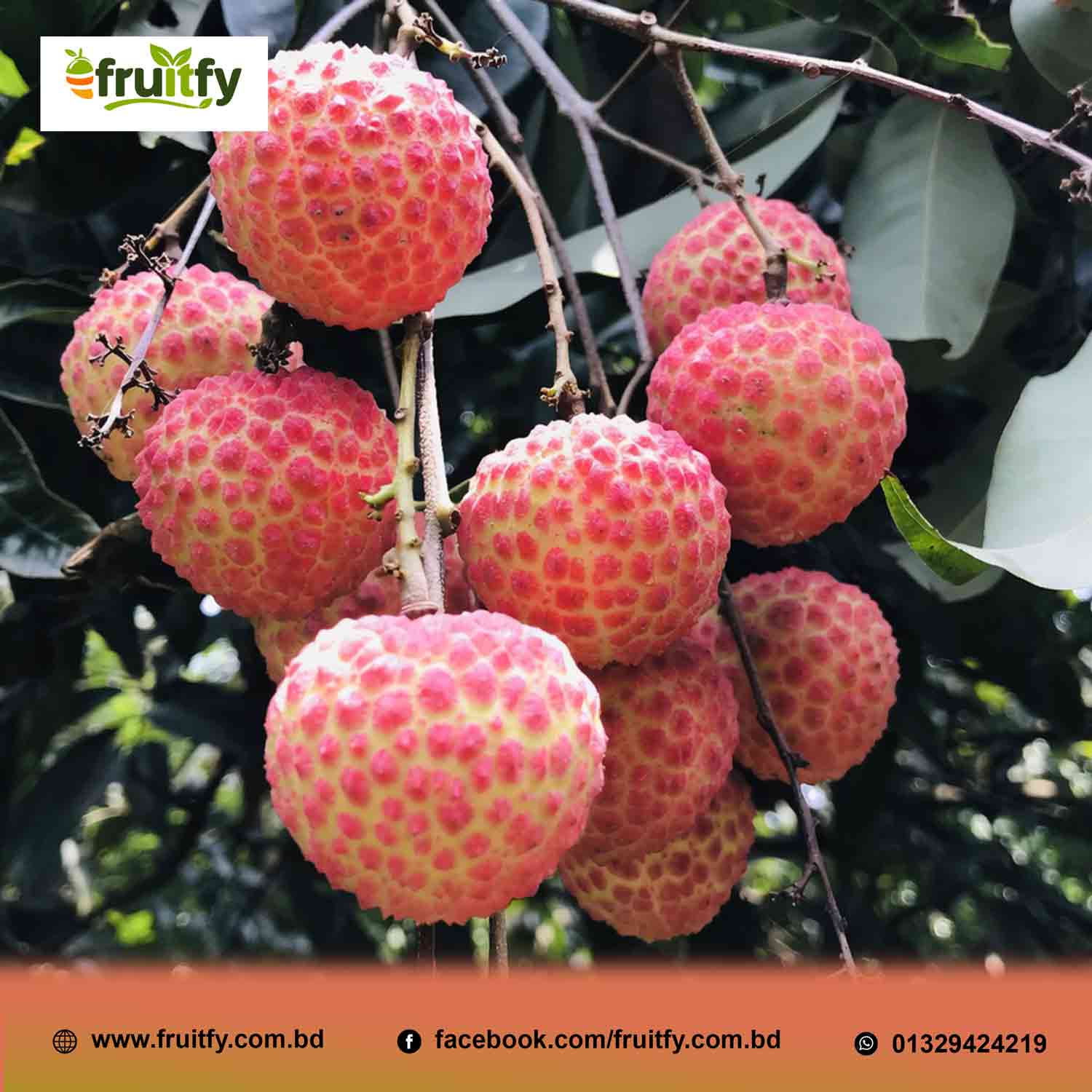 চায়না-৩ লিচু