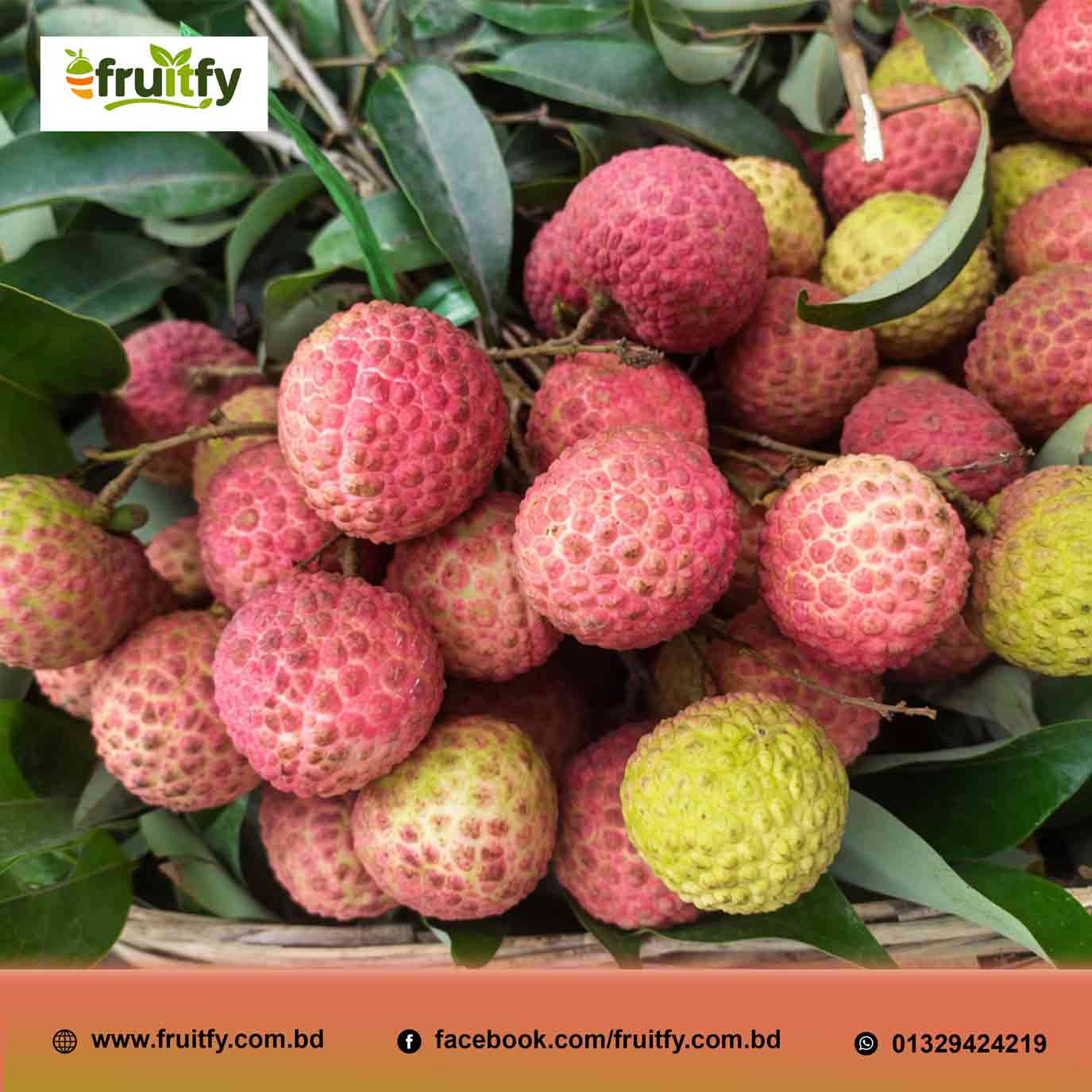 চায়না-৩ লিচু