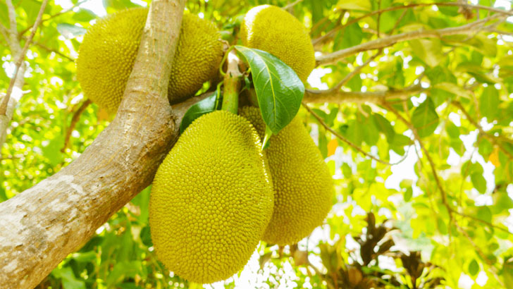 কাঁঠাল