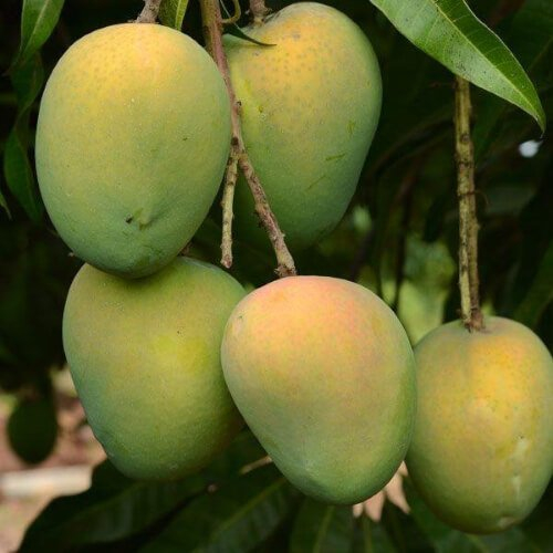 Mango